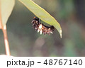 ジャコウアゲハの前蛹 48767140