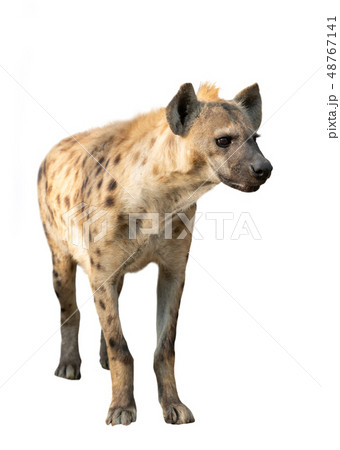 spotted hyena isolated 48767141