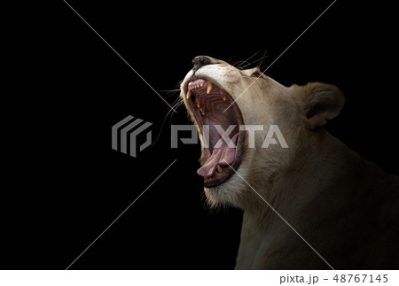 female white lion yawn 48767145