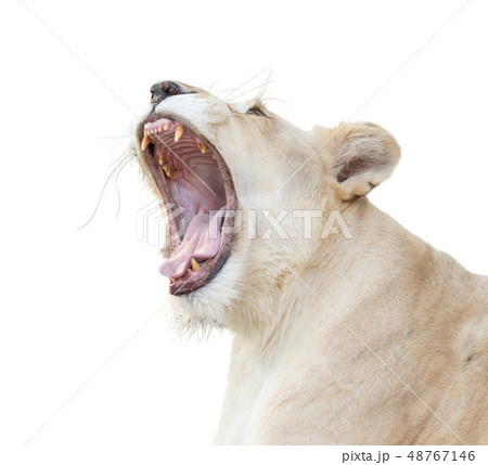 female white lion yawn isolated 48767146
