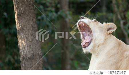 female white lion yawn 48767147