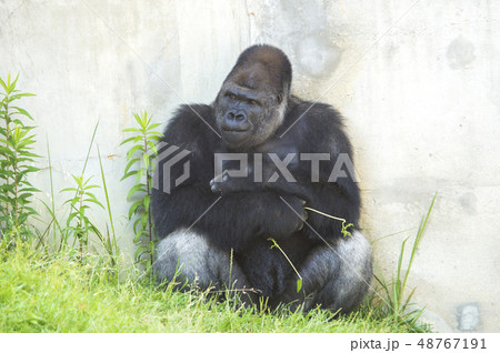 ゴリラ　ニシローランドゴリラ 48767191