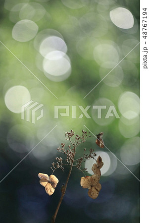 寂びあじさい 48767194