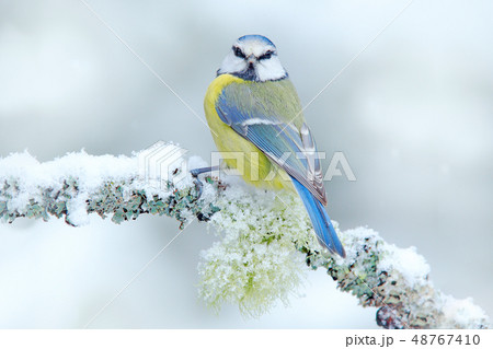 Snow winter with cute songbird blue tit Snow winter with cute songbird blue tit 48767410