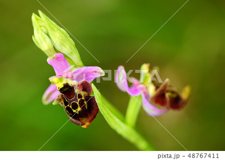 Ophrys holoserica subsp, Late Spider Orchid Ophrys holoserica subsp, Late Spider Orchid 48767411