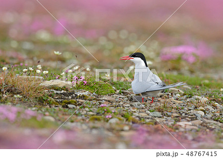 Arctic Tern, Sterna paradisaea in Arctic landscape 48767415