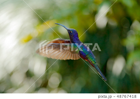 Big blue hummingbird Violet Sabrewing in flight 48767418