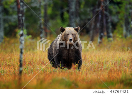 Beautiful brown bear walking around lake 48767421