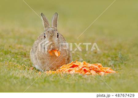 Cute rabbit with orange carrot in the grass 48767429