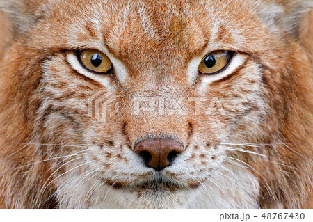 Lynx, detail face portrait with beautiful eyes. 48767430