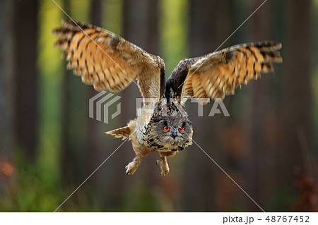 Flying Eurasian Eagle Owl with open wings Flying Eurasian Eagle Owl with open wings 48767452