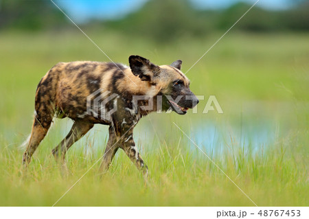African wild dog, Lycaon pictus, in the lake 48767453