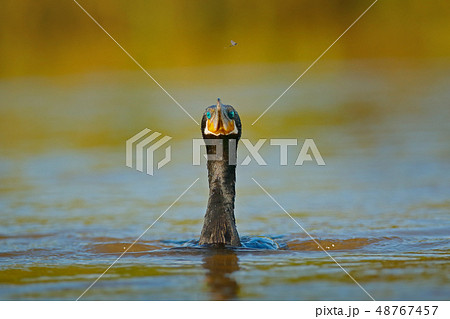 Shag diving on the rover water. Shag diving on the rover water. 48767457