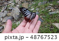 手のりアサギマダラ 48767523