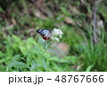 吸蜜するアサギマダラ 48767666
