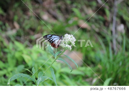 吸蜜するアサギマダラ 48767666