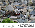 海岸のアサギマダラ 48767808