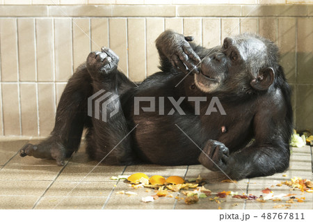 チンパンジー　リラックス 48767811