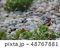 海を渡るアサギマダラ 48767881
