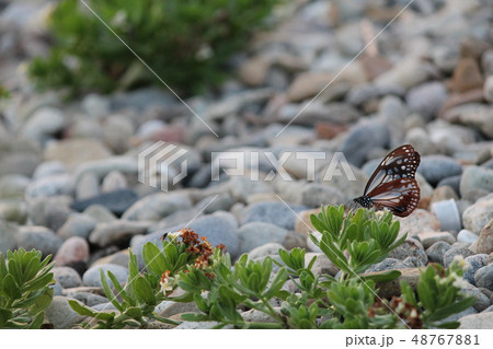 海を渡るアサギマダラ 海を渡るアサギマダラ 48767881