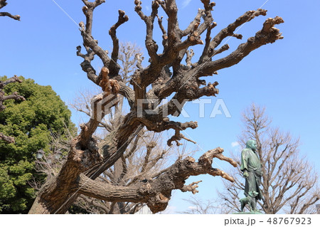 日本 上野公園の風景 日本 上野公園の風景 48767923