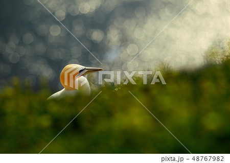 Northern gannet, detail head portrait of sea bird Northern gannet, detail head portrait of sea bird 48767982