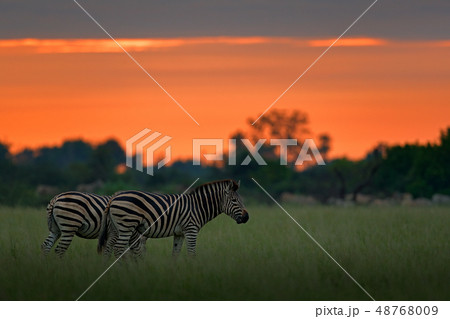 Zebra with orange sky during sunset 48768009