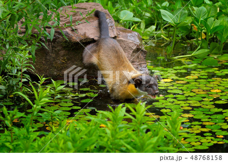Yellow-throated marten, Martes flavigula 48768158