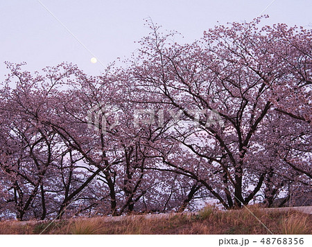 満月と桜花 48768356