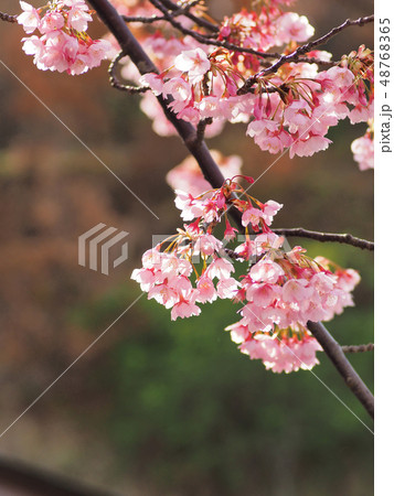 蜂須賀桜 48768365