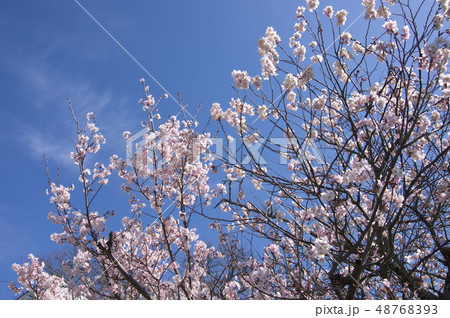 十六日桜 48768393