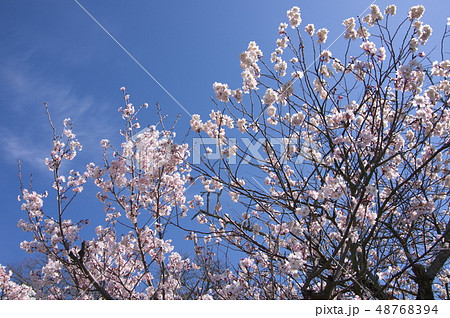 十六日桜 48768394