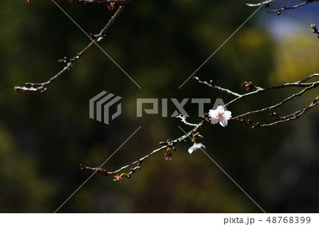 十六日桜 十六日桜 48768399