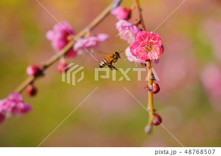紅梅と花アブ 48768507