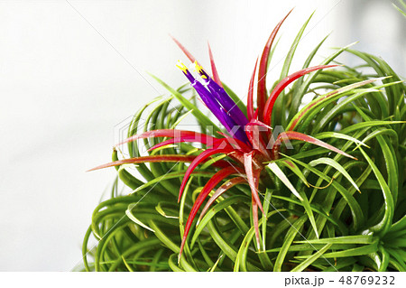 Tillandsia with indoor light background. 48769232