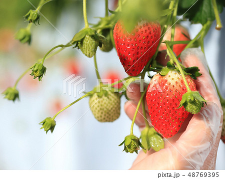いちご いちご狩り イメージ 48769395