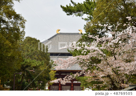 東大寺の桜 48769505