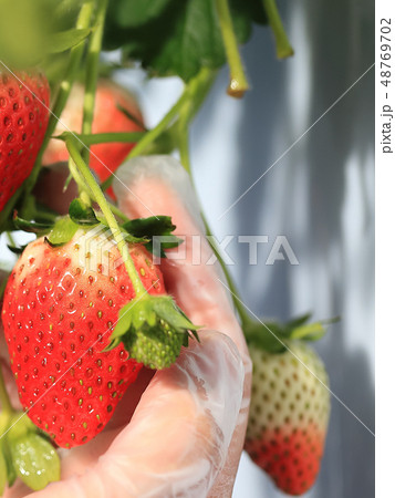 いちご いちご狩り イメージ 48769702