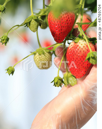 いちご いちご狩り イメージ 48769704