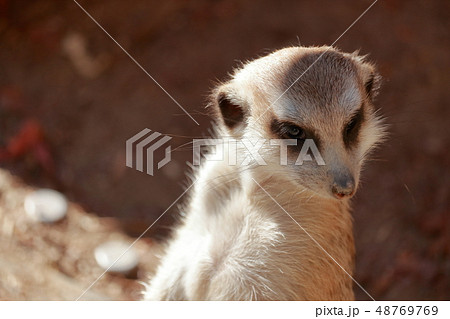 ミーアキャット 48769769