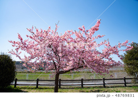 桜 桜 48769831