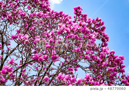 サラサモクレン　更紗木蓮 48770060