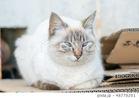 伊良湖岬の猫 48770201