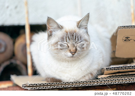 伊良湖岬の猫 48770202