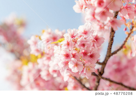 免々田川のさくら 48770208