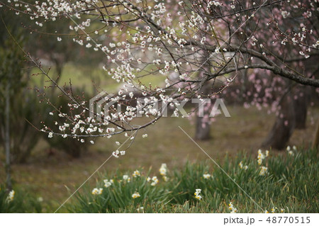 梅の花と水仙　 48770515