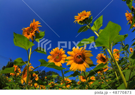 ひまわり 向日葵 ソレイユの丘 48770873