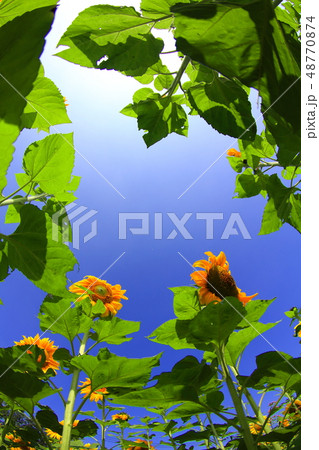 ひまわり 向日葵 ソレイユの丘 48770874