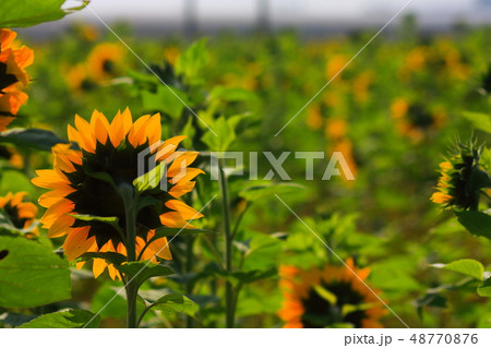 ひまわり 向日葵 ソレイユの丘 48770876