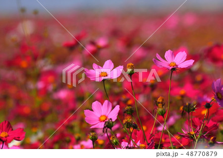 花畑 金鶏菊 ジャノメソウ 48770879